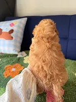 Buddy, a male Cavapoo and Poodle - Toy  for sale in Covina, CA – Photo 3 of 3