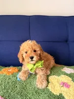 Buddy, a male Cavapoo and Poodle - Toy  for sale in Covina, CA – Photo 1 of 3