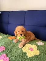 Buddy, a male Cavapoo and Poodle - Toy  for sale in Covina, CA – Photo 2 of 3
