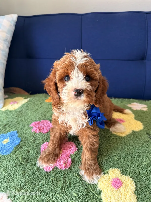 Buddy – Cavapoo, Poodle - Toy  puppy on hold in Covina, CA