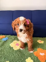 Luna, a female Cavapoo for sale in Covina, CA – Photo 1 of 3