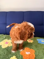 Luna, a female Cavapoo for sale in Covina, CA – Photo 2 of 3