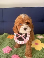 bella, a female Cavapoo and Poodle - Toy  for sale in Covina, CA – Photo 1 of 3