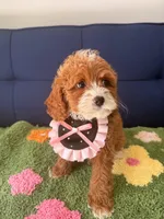 bella, a female Cavapoo and Poodle - Toy  for sale in Covina, CA – Photo 2 of 3