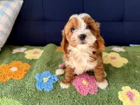 processed/557fa76b-75fe-428b-b3d6-4247559edb7c/listing/17c0182c-4732-42f8-b211-671bcefa74d5/6d394ddf-7166-4203-b89f-b52d6b8355e5