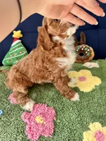 processed/557fa76b-75fe-428b-b3d6-4247559edb7c/listing/17c0182c-4732-42f8-b211-671bcefa74d5/ea8b06ba-5f96-4ea8-9a8d-aae76c63d185