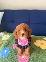 coco（toy size）, a female Poodle - Toy  and Miniature Goldendoodle for sale in Covina, CA – 1 of 3