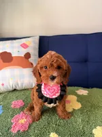 Luna, a female Cavapoo and Poodle - Toy  for sale in Covina, CA – 1 of 3
