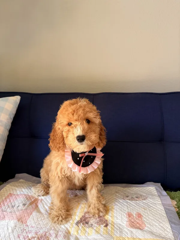 mia – Poodle - Toy , Miniature Goldendoodle puppy for sale in Covina, CA