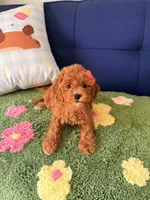 bella（teacup）, a female Cavapoo and Poodle - Toy  for sale in Covina, CA – 1 of 3