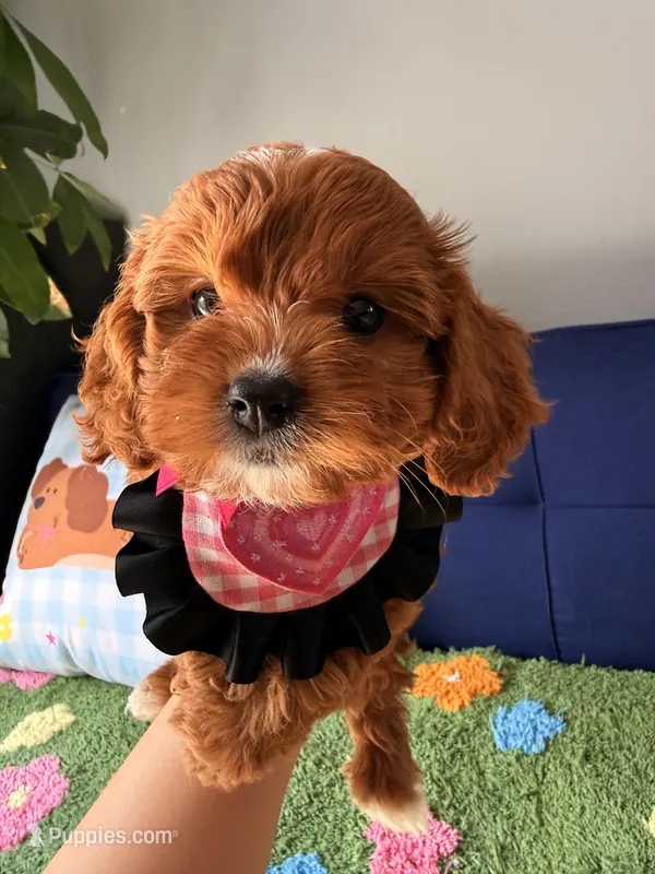 coco – Cavapoo, Poodle - Toy  puppy for sale in Covina, CA