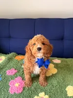 max（toy size）, a male Poodle - Toy  and Miniature Goldendoodle for sale in Covina, CA – 2 of 3