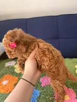 coco （teacup）, a male Cavapoo and Poodle - Toy  for sale in Covina, CA – Photo 3 of 3