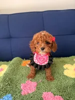 coco （teacup）, a male Cavapoo and Poodle - Toy  for sale in Covina, CA – Photo 1 of 3