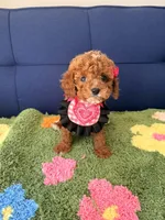 coco （teacup）, a male Cavapoo and Poodle - Toy  for sale in Covina, CA – Photo 2 of 3