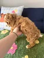 Buddy, a male Cavapoo and Poodle - Toy  for sale in Covina, CA – 3 of 3