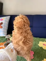 Lucas, a male Cavapoo and Poodle - Toy  for sale in Covina, CA – Photo 3 of 3