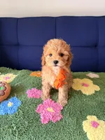 Lucas, a male Cavapoo and Poodle - Toy  for sale in Covina, CA – Photo 2 of 3