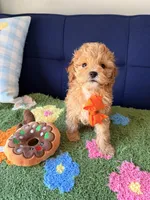 Lucas, a male Cavapoo and Poodle - Toy  for sale in Covina, CA – Photo 1 of 3