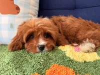 Dobby （toy）, a male Cavapoo and Poodle - Toy  for sale in Covina, CA – Photo 3 of 3