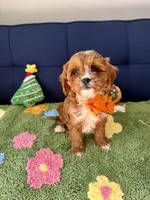 processed/557fa76b-75fe-428b-b3d6-4247559edb7c/listing/34788d6d-e123-421c-8f23-cdfa5ec030bf/38112889-5983-436a-b42e-3a092fb39e69