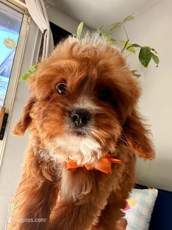 Dobby （toy） – Cavapoo, Poodle - Toy  puppy for sale in Covina, CA