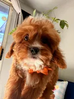 Dobby （toy）, a male Cavapoo and Poodle - Toy  for sale in Covina, CA – Photo 2 of 3