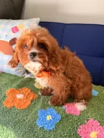Dobby （toy）, a male Cavapoo and Poodle - Toy  for sale in Covina, CA – Photo 1 of 3