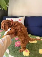 Luna, a female Cavapoo and Poodle - Toy  for sale in Covina, CA – 3 of 3