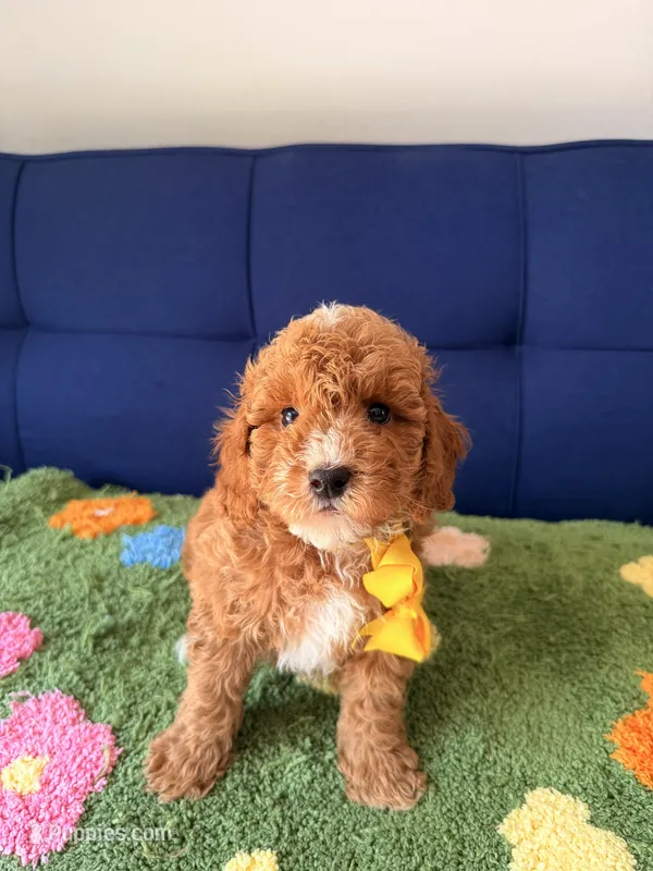 Buddy（toy size） – Poodle - Toy , Miniature Goldendoodle puppy for sale in Covina, CA