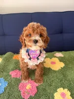 lily, a female Cavapoo and Poodle - Toy  for sale in Covina, CA – Photo 1 of 3