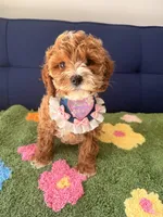lily, a female Cavapoo and Poodle - Toy  for sale in Covina, CA – Photo 3 of 3