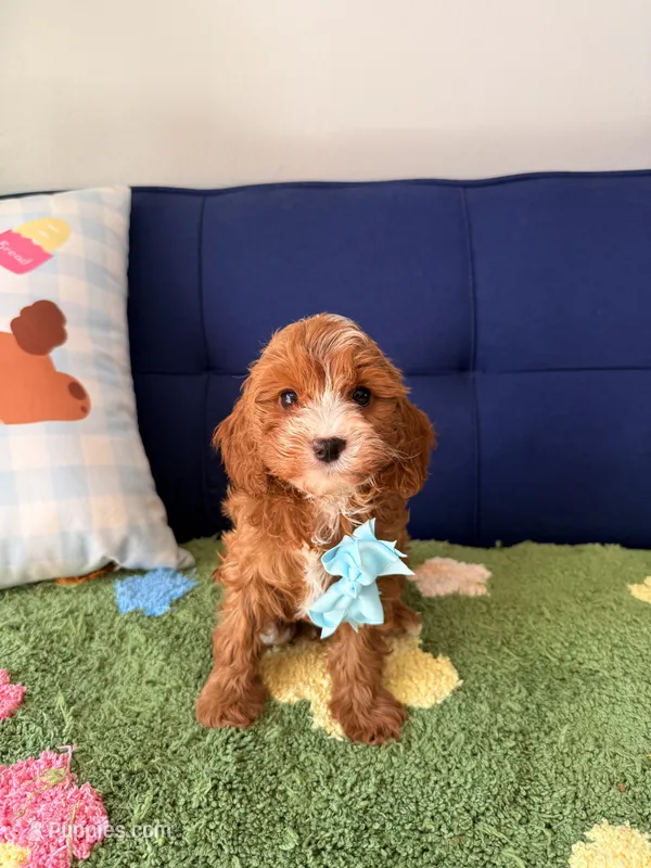 cooper – Cavapoo, Poodle - Toy  puppy for sale in Covina, CA