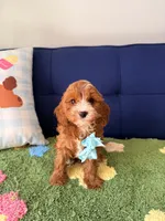 cooper, a male Cavapoo and Poodle - Toy  for sale in Covina, CA – 1 of 3