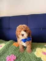 buddy, a male Cavapoo and Poodle - Toy  for sale in Covina, CA – Photo 1 of 3