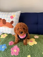 coco, a female Cavapoo and Poodle - Toy  for sale in Covina, CA – 3 of 3