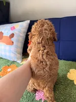 Rocky, a male Cavapoo and Poodle - Toy  for sale in Covina, CA – 2 of 3
