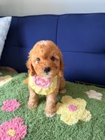 Molly, a female Cavapoo and Poodle - Toy  for sale in Covina, CA – 2 of 3