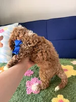Buddy, a male Cavapoo and Poodle - Toy  for sale in Covina, CA – 3 of 3
