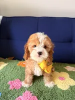 Waffles, a male Cavapoo and Poodle - Toy  for sale in Covina, CA – 2 of 3