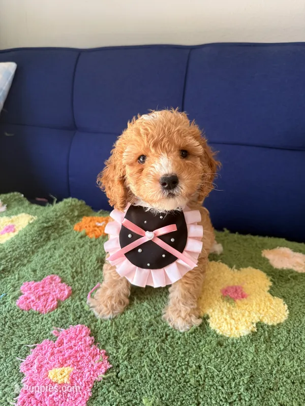 mia（toy size） – Poodle - Toy , Miniature Goldendoodle puppy for sale in Covina, CA