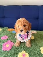 Molly（toy size）, a female Poodle - Toy  and Miniature Goldendoodle for sale in Covina, CA – 2 of 3
