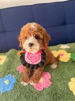 luna（toy size), a female Cavapoo and Poodle - Toy  for sale in Covina, CA – Photo 1 of 3