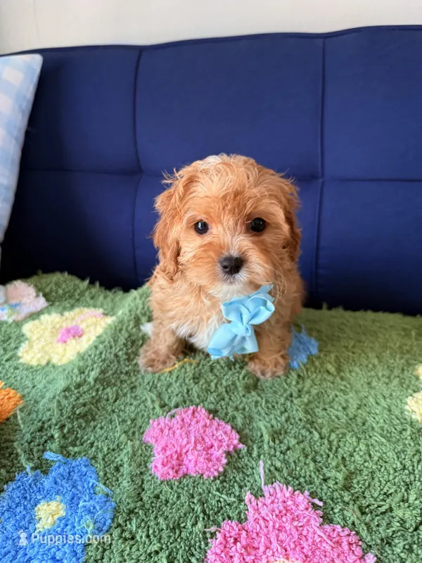 Toby – Cavapoo, Poodle - Toy  puppy for sale in Covina, CA