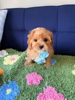 Toby, a male Cavapoo and Poodle - Toy  for sale in Covina, CA – Photo 1 of 3