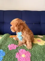 Toby, a male Cavapoo and Poodle - Toy  for sale in Covina, CA – Photo 3 of 3