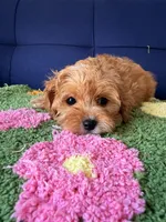 Toby, a male Cavapoo and Poodle - Toy  for sale in Covina, CA – Photo 2 of 3