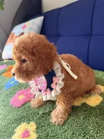 Molly（toy size）, a female Poodle - Toy  and Miniature Goldendoodle for sale in Covina, CA – 3 of 3