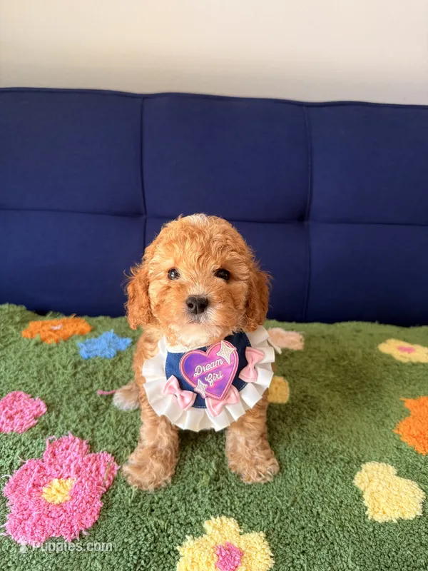 Molly（toy size） – Poodle - Toy , Miniature Goldendoodle puppy for sale in Covina, CA