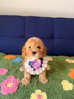 Molly（toy size）, a female Poodle - Toy  and Miniature Goldendoodle for sale in Covina, CA – 1 of 3